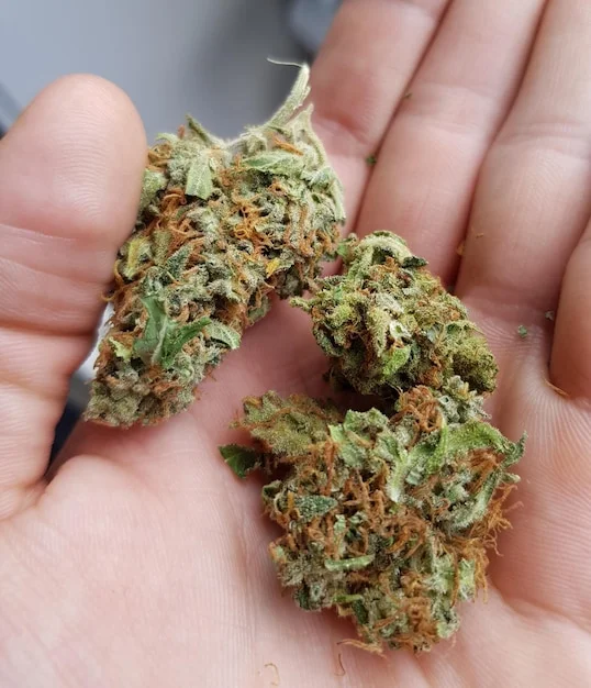 Man holding cannabis bud on his hand