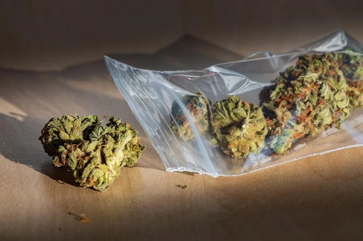 Dried cannabis flower stored in a plastic bag