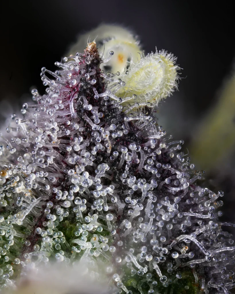 Close up image of Trichomes in weed