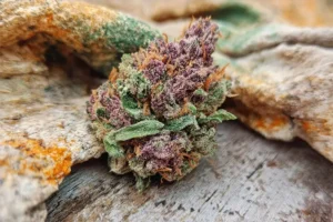 purple-starfruit-feature